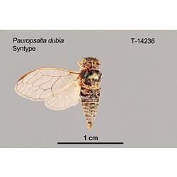 <em>Pauropsalta dubia</em> Goding & Froggatt, 1904