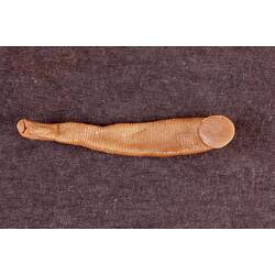 Annelid worm specimen, underside view.