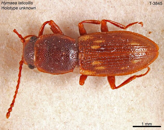 Beetle specimen, dorsal view.