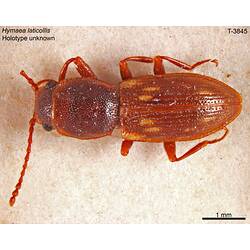 Beetle specimen, dorsal view.