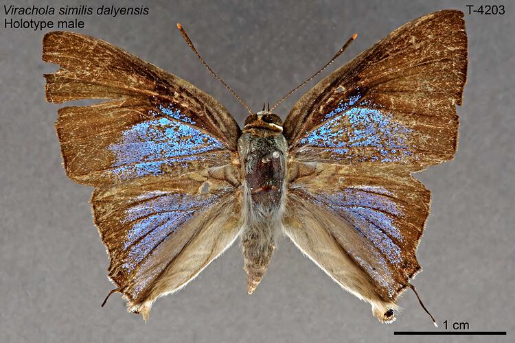 Butterfly specimen, male, dorsal view.