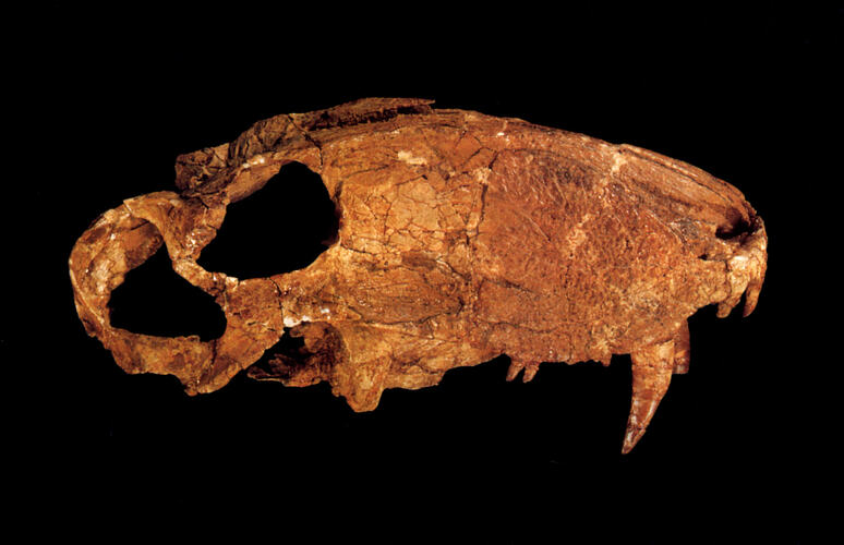 Lateral view of fossil mammal skull.