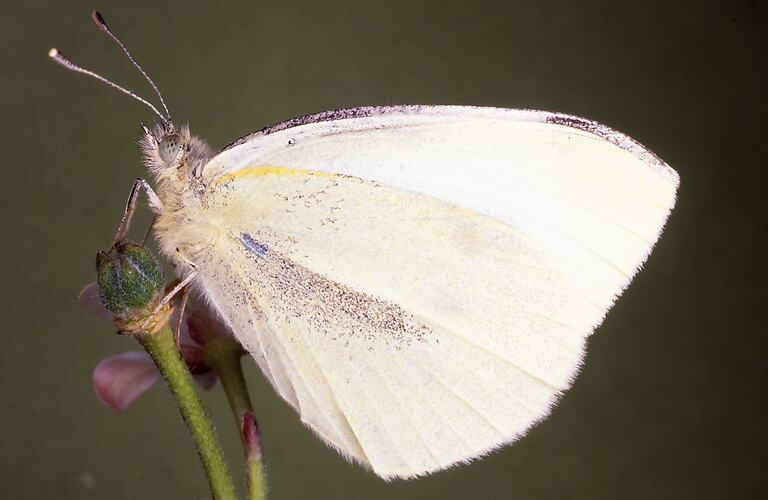 A male Cabbage White butterfly showing underside of wings.