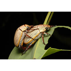 A pair of Christmas Beetles mating on a leaf.