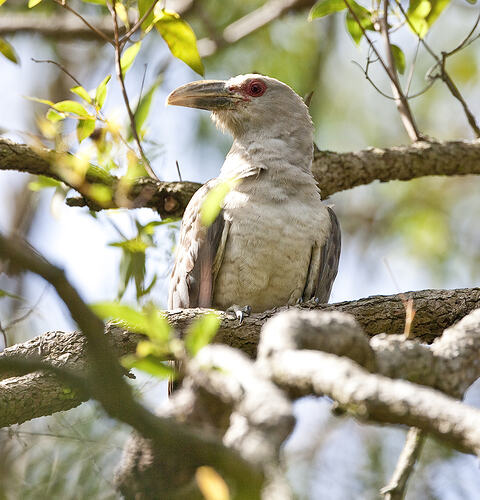 A bird, the Channel-billed Cuckoo, perched on a branch looking to one side.