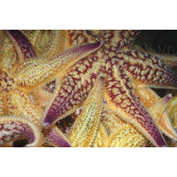 Purple and yellow Northern Pacific Seastars overlapping each other