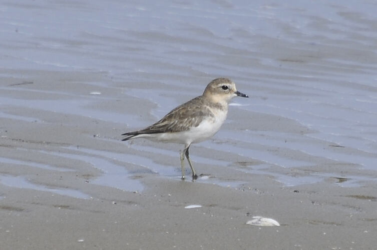 A bird, the Double-banded Plover, standing on sand.