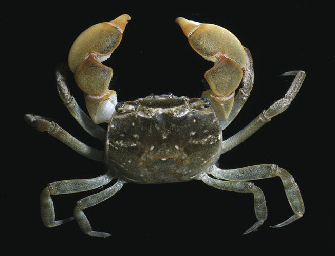 Haswell's Shore Crab, dorsal view against black background