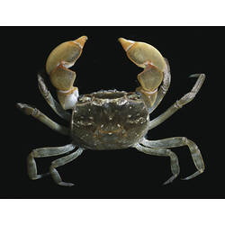 <em>Helograpsus haswellianus</em> (Whitelegge, 1889), Haswell's Shore Crab