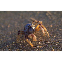 Soldier Crab on sand