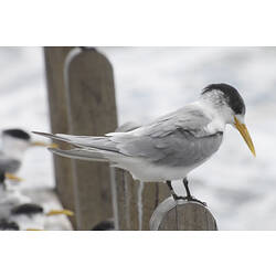 A bird, the Crested Tern, perched on a post.
