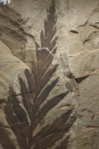 Dark brown impression of a fern-like leaf on a pale rock.
