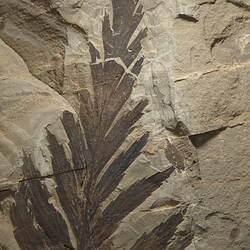 Dark brown impression of a fern-like leaf on a pale rock.