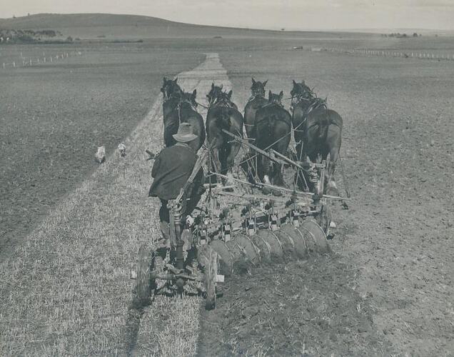 Rear view of a man driving a team of 8 horses, pulling a plough across a wide open field.