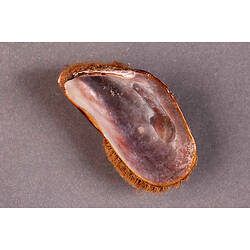 Mussel valve whosing shiny interior, brown fringe visible around edge.