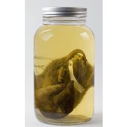 Common Ringtail Possum specimen in jar of ethanol.