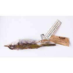 Dry bird skin specimen with labels.
