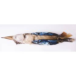 Dry bird skin specimen with labels.