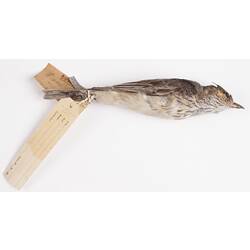 Dry bird skin specimen with labels.