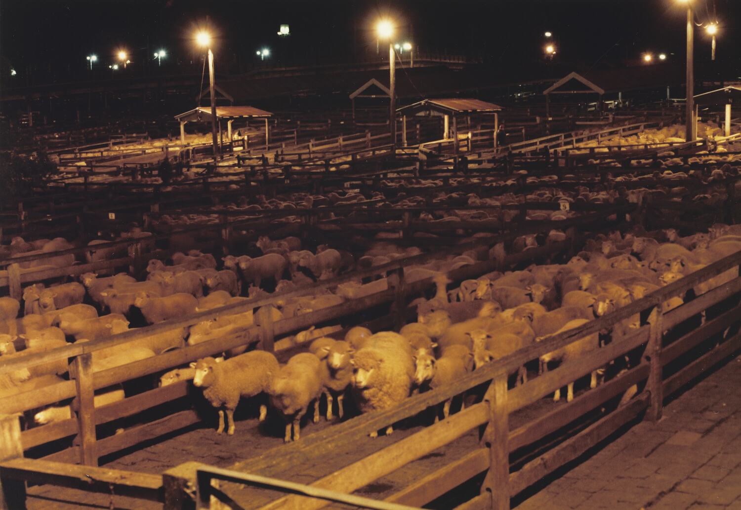 Newmarket Saleyards Photograph Collection