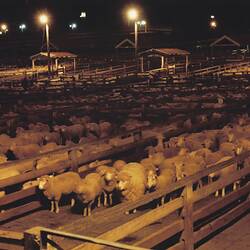 Digital Photograph - Early Morning with Sheep, Newmarket Saleyards, Newmarket, 1987