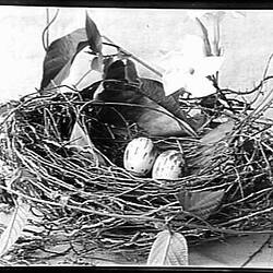 Glass Negative - Nest of the Rifle Bird, by A.J. Campbell, Victoria, circa 1895