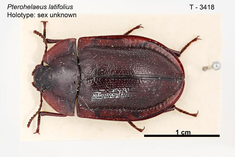 Beetle specimen, dorsal view.