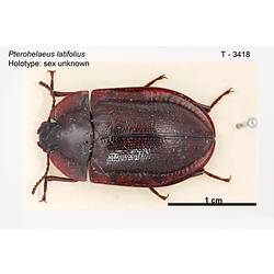 Beetle specimen, dorsal view.