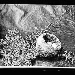Glass Negative - Nest of the White-Shafted Fantail, by A.J. Campbell, Australia, circa 1895