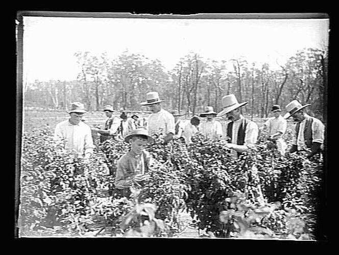 [Picking berries, Upper Yarra Valley, about 1900.]