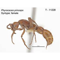 Ant specimen, lateral view.