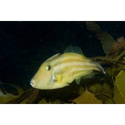 Yellow fish on dark reef.