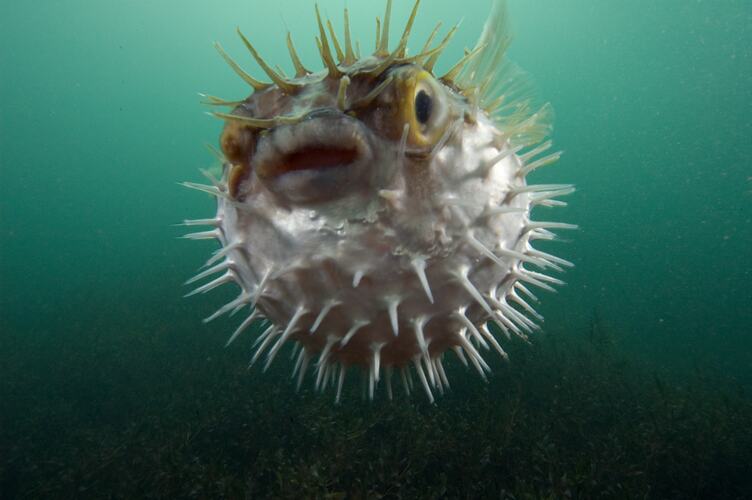 <em>Diodon nicthemerus</em>, Globefish. Western Port, Victoria.