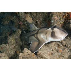 <em>Heterodontus portusjacksoni</em>, Port Jackson Shark. Nepean Bay, Port Phillip, Victoria.