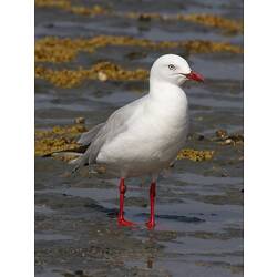 A bird, the Silver Gull, standing on the sand at low tide.