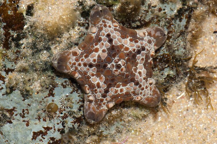 A pink and brown Biscuit Star on rock.