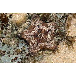 A pink and brown Biscuit Star on rock.