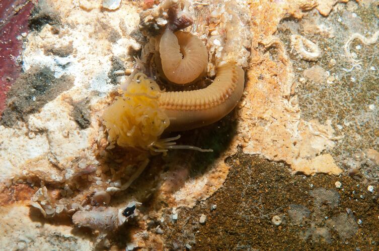 Class Polychaeta, Polychaete worm. Bunurong Marine National Park, Victoria.