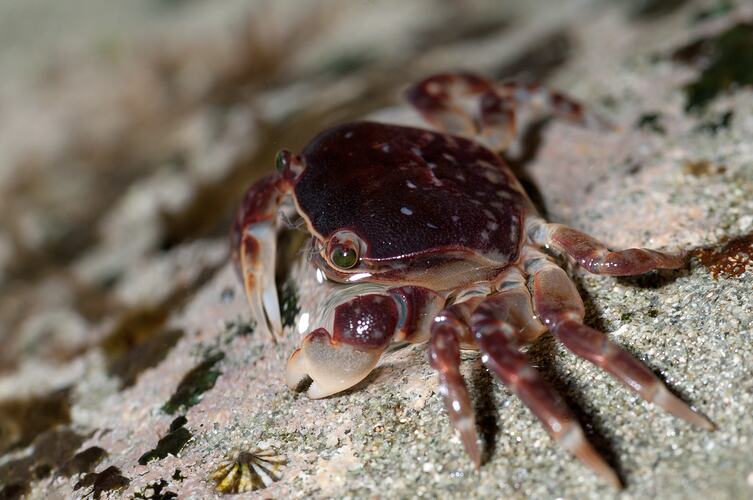 <em>Cyclograpsus granulosus</em>, Purple-mottled Shore Crab. Bunurong Marine National Park, Victoria.