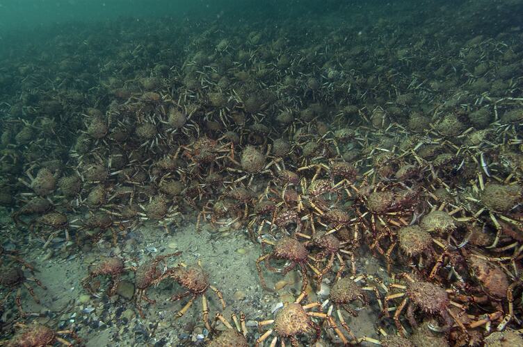 Dozens of Giant Spider Crabs on the Seabed.