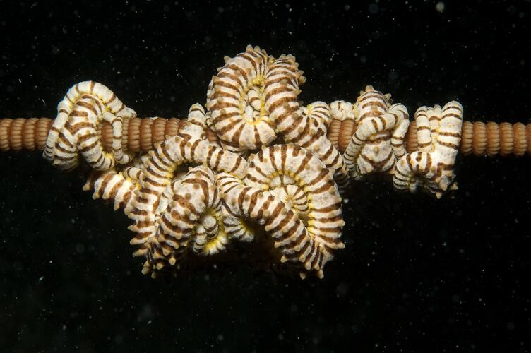 <em>Conocladus australis</em>, basket star. Wilsons Promontory National Park, Victoria.