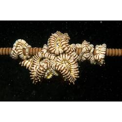 <em>Conocladus australis</em>, basket star. Wilsons Promontory National Park, Victoria.