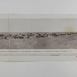 Postcard - Harvesters Working in a Field in Argentina, Sep 1905