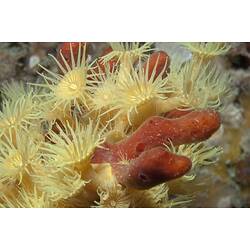 Class Anthozoa, zoanthid. Wilsons Promontory National Park, Victoria.