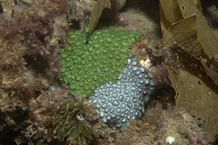 Class Anthozoa, stony coral. Ricketts Point, Port Phillip, Victoria.