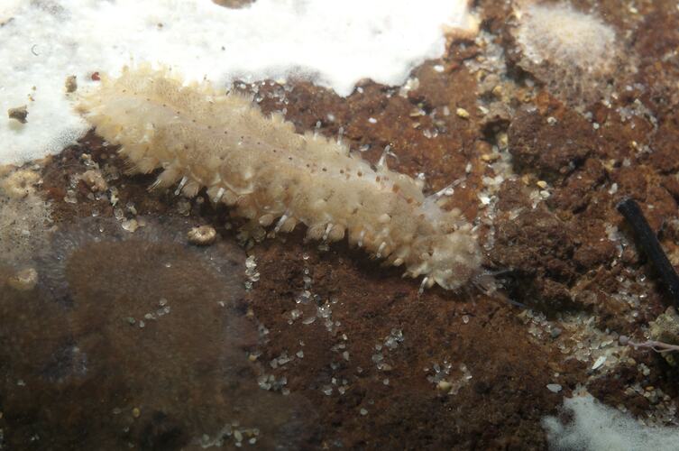 Scaleworm on rock.