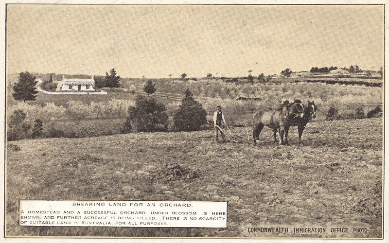 Postcard - 'Breaking Land for an Orchard', Commonwealth Immigration Office, 1924