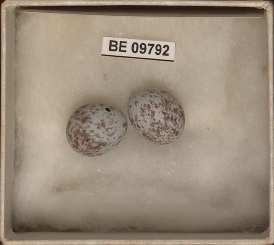 Two bird eggs with specimen labels in box.