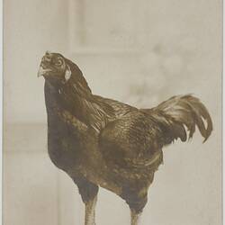 Photograph - Portrait of a Chicken, Bridgwater, United Kingdom, circa 1915