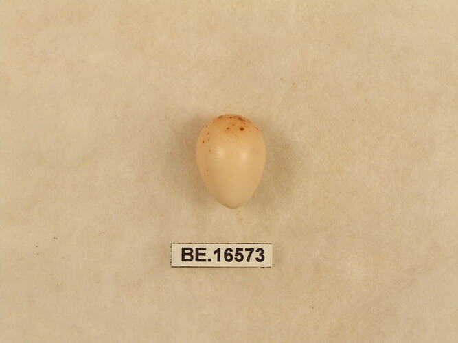 Bird egg with specimen label.